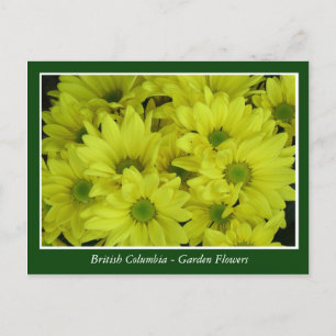 Gartenblumen in BC Postkarte