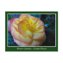 Gartenblumen in BC