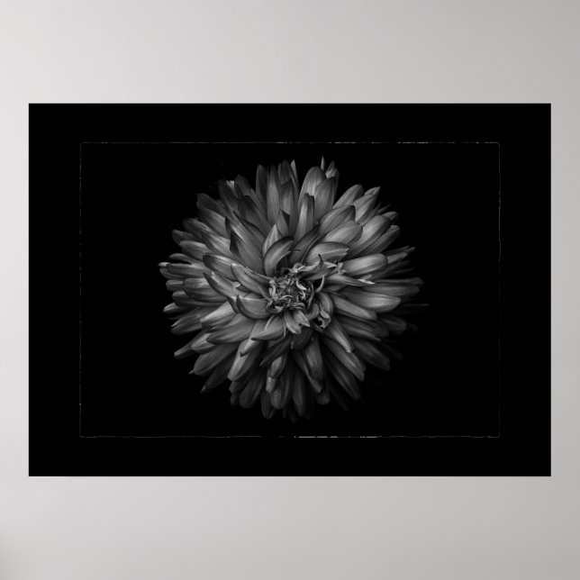 Gartenblumen in Schwarzweiß Nr. 20 Border Poster (Vorne)