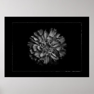 Gartenblumen in Schwarzweiß Nr. 79 Border Poster