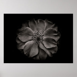 Gartenblumen in Schwarzweiß Nr. 84 Poster