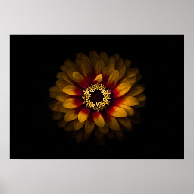 Gartenblumen Nr. 69 Farbversion Poster (Vorne)