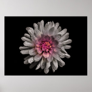 Gartenblumen Nr. 91 Farbversion Poster