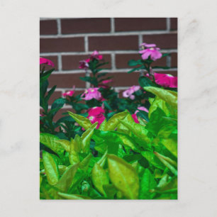 Gartenfarbe in der Nähe von Milledgeville Georgia Postkarte