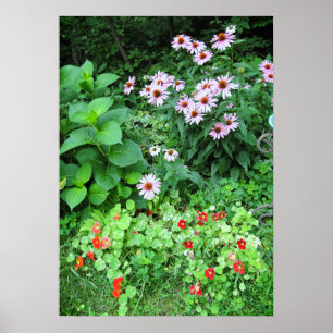 Gartengarten Blume Coneflower Nasturtium Poster