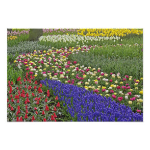 Gartengestaltung von TraubenHyazinth und Tulpen, Fotodruck