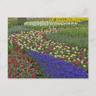 Gartengestaltung von TraubenHyazinth und Tulpen, Postkarte