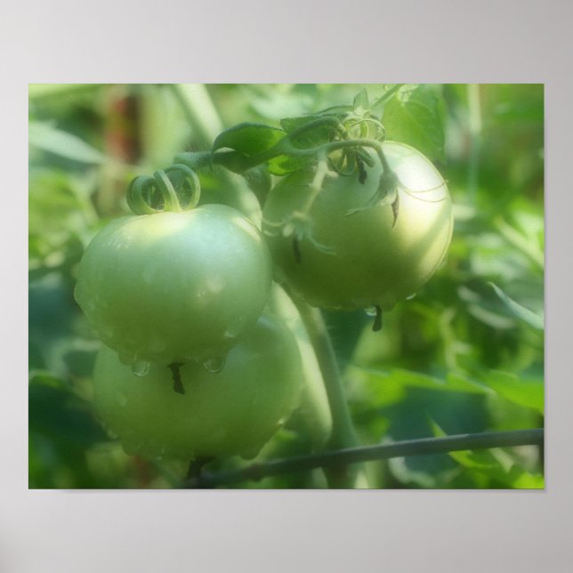 Gartengrüne Tomaten/Paradeiser Naturplakat Poster (Vorne)
