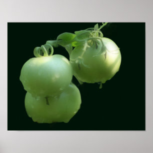 Gartengrüne Tomaten Poster