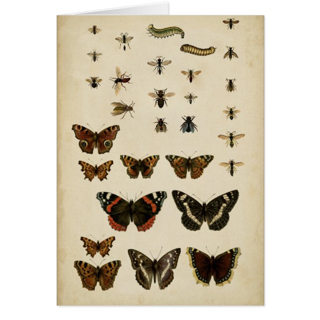 Garteninsekten von Vision Studio (Vorne)