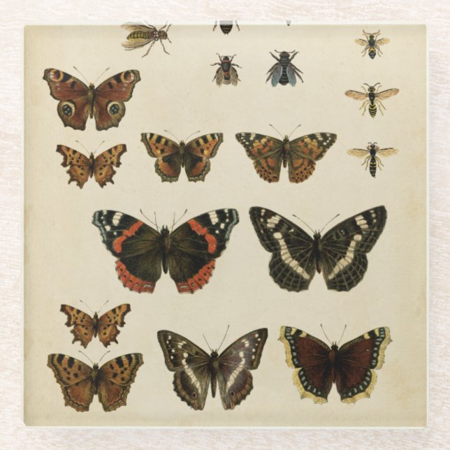 Garteninsekten von Vision Studio Glasuntersetzer (Vorderseite)