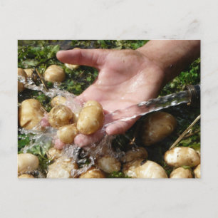 Gartenkartoffeln frisch gewaschen postkarte