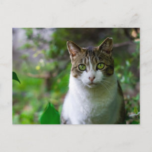 Gartenkatzenpostkarte Postkarte