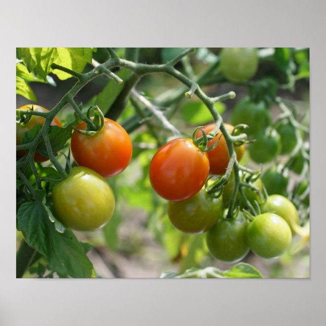 Gartenkirschtomaten Natur Poster (Vorne)