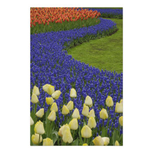 Gartenmuster aus Traubenhyazinthenblüten und 2 Fotodruck