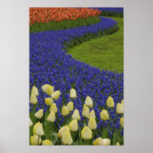 Gartenmuster aus Traubenhyazinthenblüten und 2 Poster