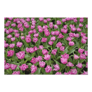 Gartenmuster aus Tulpen, Keukenhof-Gärten, Fotodruck