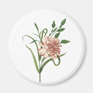 Gartennelke Magnet