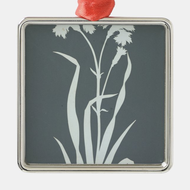 Gartennelke Silbernes Ornament (Vorne)