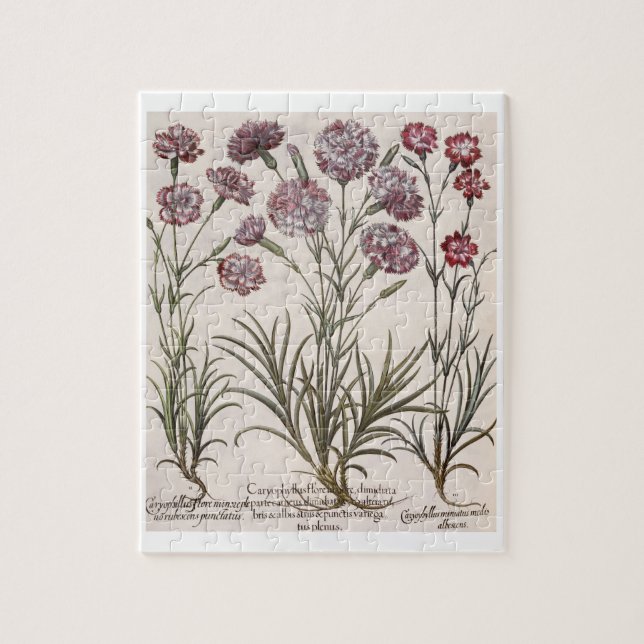 Gartennelken: flore 1.Caryophyllus majore; 2. Puzzle (Vertikal)