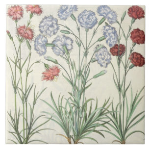 Gartennelken: Multiplexflore 1.Caryophyllus albo; Fliese