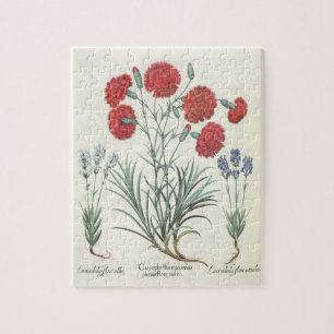Gartennelken und Lavendel: 1.Caryophyllus maximus Puzzle