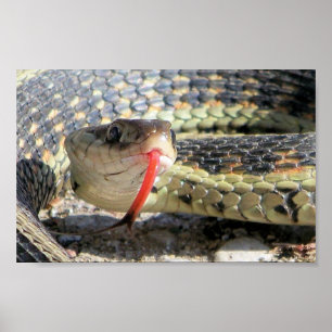 Gartenschlange Poster