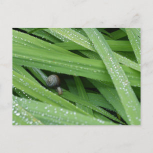 Gartenschnecke Postkarte