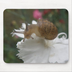 Gartenschnecke und Mousepad