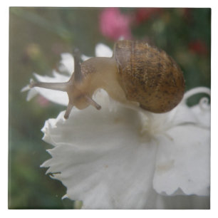 Gartenschnecke und weiße Nelke Fliese