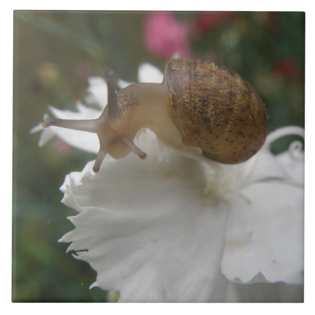 Gartenschnecke und weiße Nelke Fliese (Vorderseite)