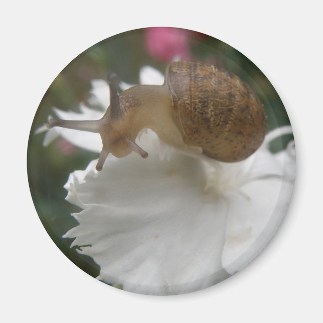 Gartenschnecke und Weißkarnation Magnet (Vorne)