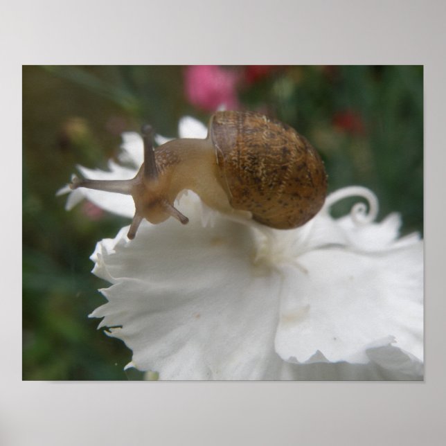 Gartenschnecke und Weißkarnation Poster (Vorne)