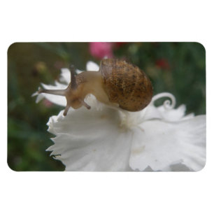 Gartenschnecke und Weißkarnation Premium Magnet