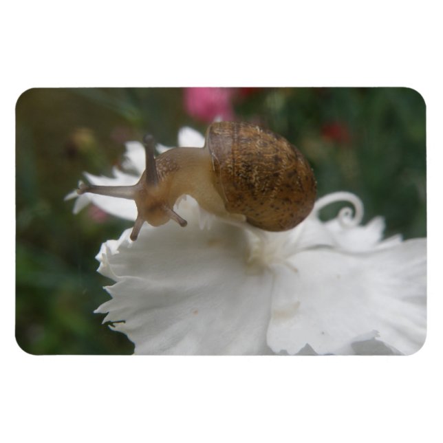 Gartenschnecke und Weißkarnation Premium Magnet (Horizontal)