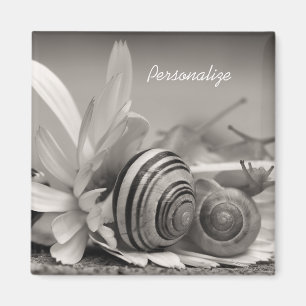 Gartenschnecken auf der Blume von Daisy mit Namen Magnet