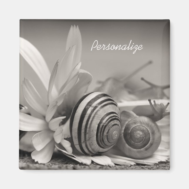 Gartenschnecken auf der Blume von Daisy mit Namen Magnet (Vorne)