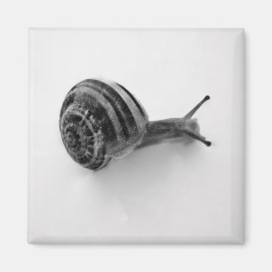 Gartenschnecken-Naturfotografie Magnet