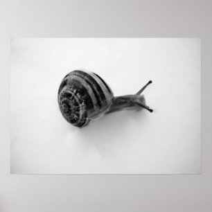 Gartenschnecken-Naturfotografie Poster