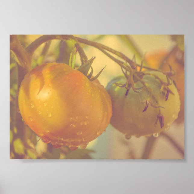 Gartentomaten Sommerernte Poster (Vorne)