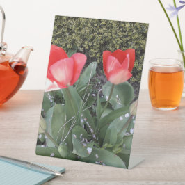 Gartentulis Sockelschild