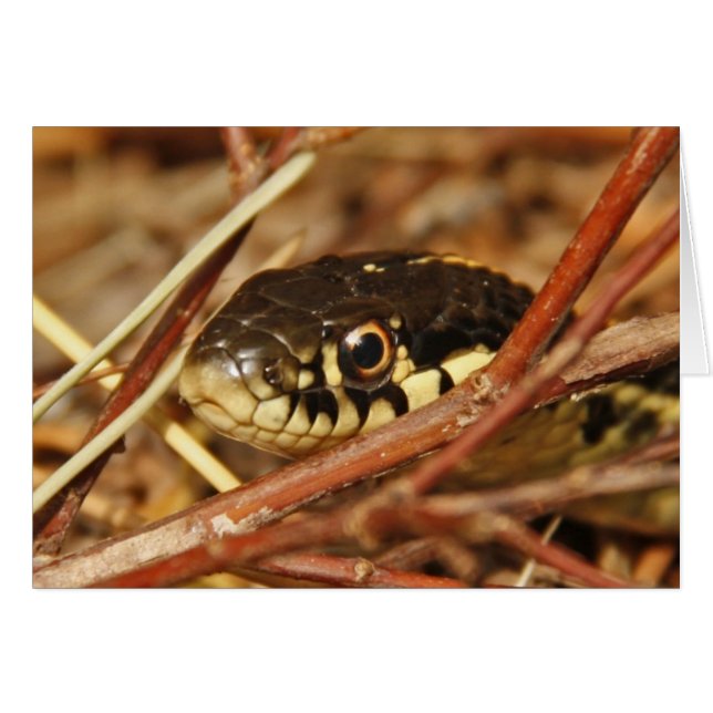 Garter Snake (Vorderseite (Horizontal))