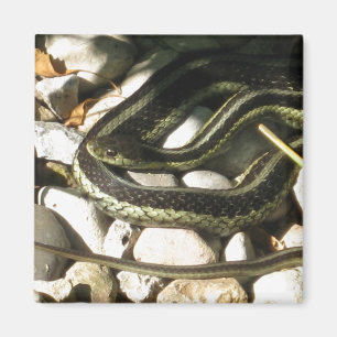 Garter Snake on Rocks Magnet