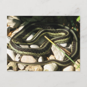 Garter Snake on Rocks Postkarte
