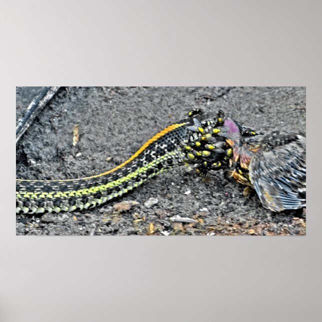 Garter Snake Poster (Vorne)