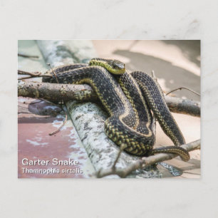 Garter Snake Postkarte