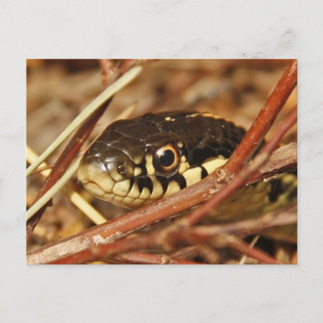 Garter Snake Postkarte (Vorderseite)