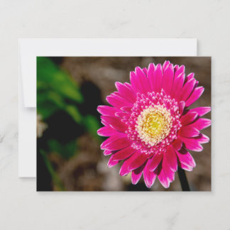 Garvinea Sweet Fiesta Gerbera-Margerite Einladung