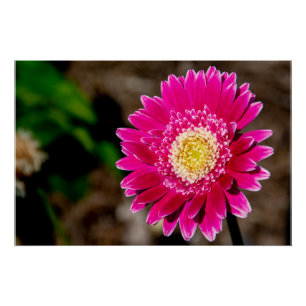 Garvinea Sweet Fiesta Gerbera-Margerite Poster