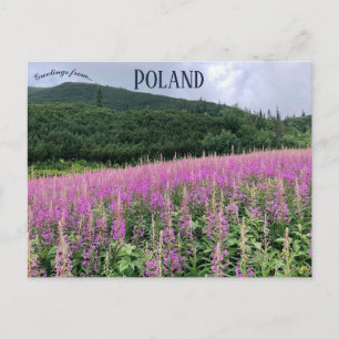Gąsienicowa Tal Zakopane Polen Postkarte